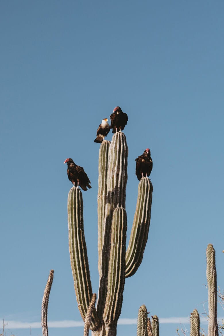 A group of large birds, including a few vultures, perch on the arms of a tall saguaro cactus under a clear blue sky. The cactus stands prominently with several other smaller cacti in the background.