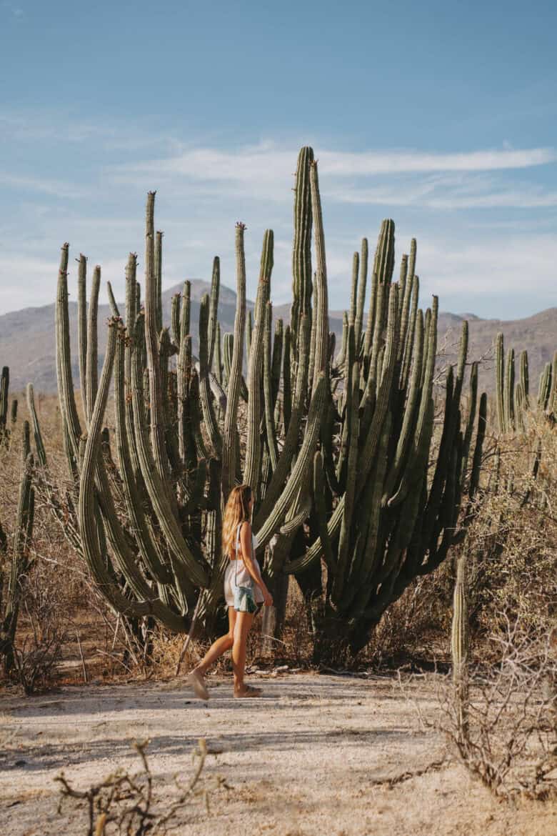 A woman walking through a desert landscape with large cacti and distant mountains under a clear blue sky. She is wearing a sleeveless top, shorts, and sneakers, carrying a bag. The scene captures the arid environment and the towering cacti dominating the background.
