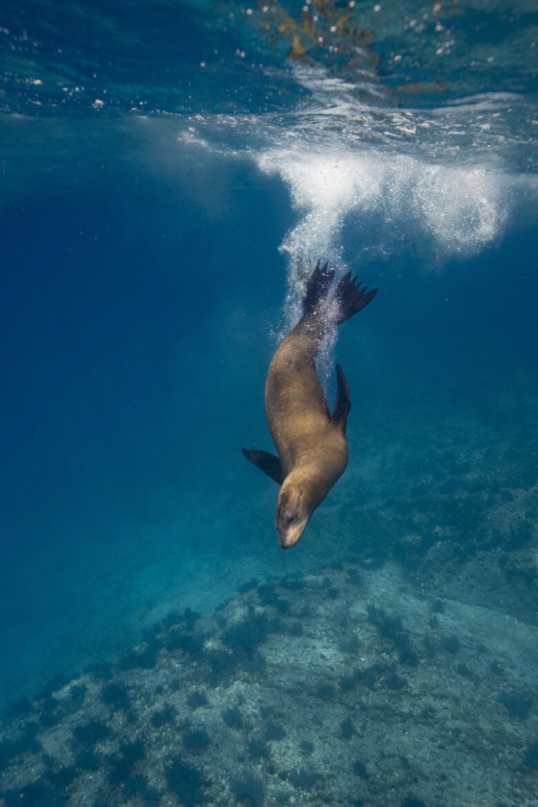 A sea lion is captured mid-dive underwater, gracefully descending towards the ocean floor. Surrounded by clear blue water, bubbles trail behind its sleek, brown body. The seabed below is sparsely covered with seaweed and small marine plants.
